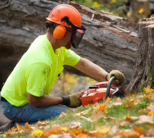 tree services Coon Rapids